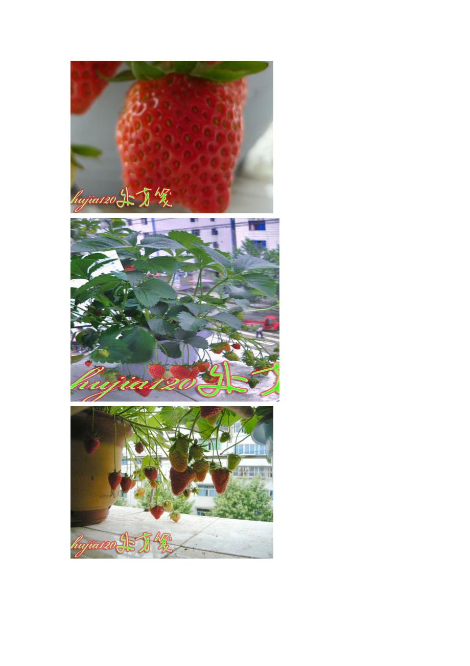 盆栽草莓97699_第4页