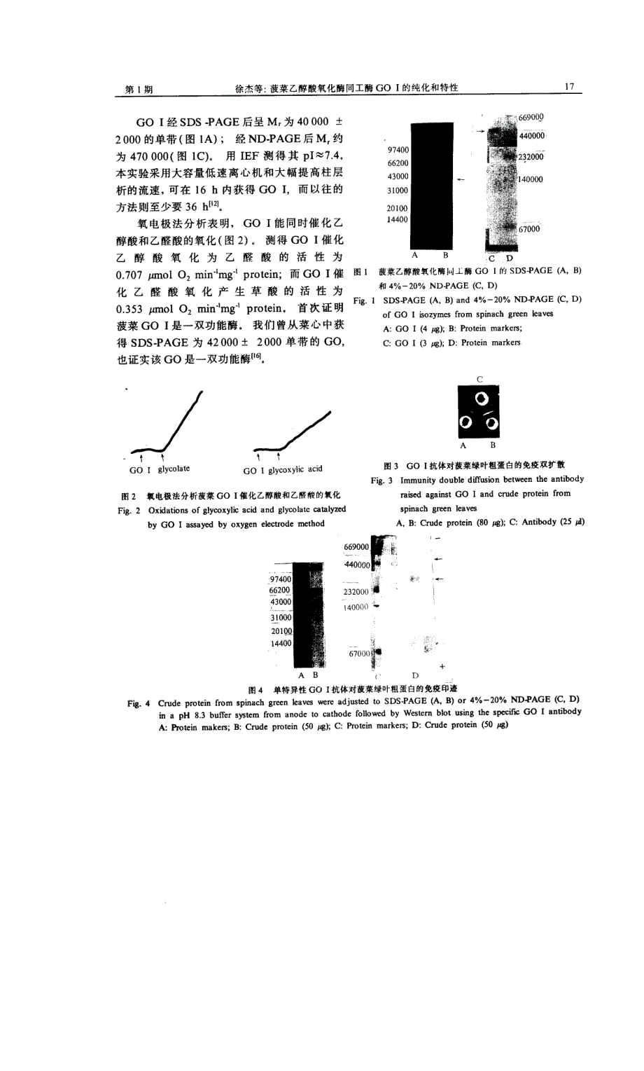 菠菜乙醇酸氧化酶同工酶goⅰ的纯化和特性_第4页