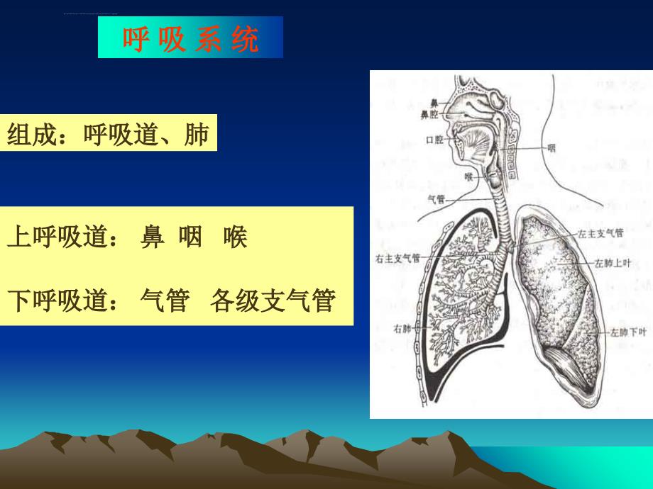 呼吸系统总论急支ppt课件_第3页