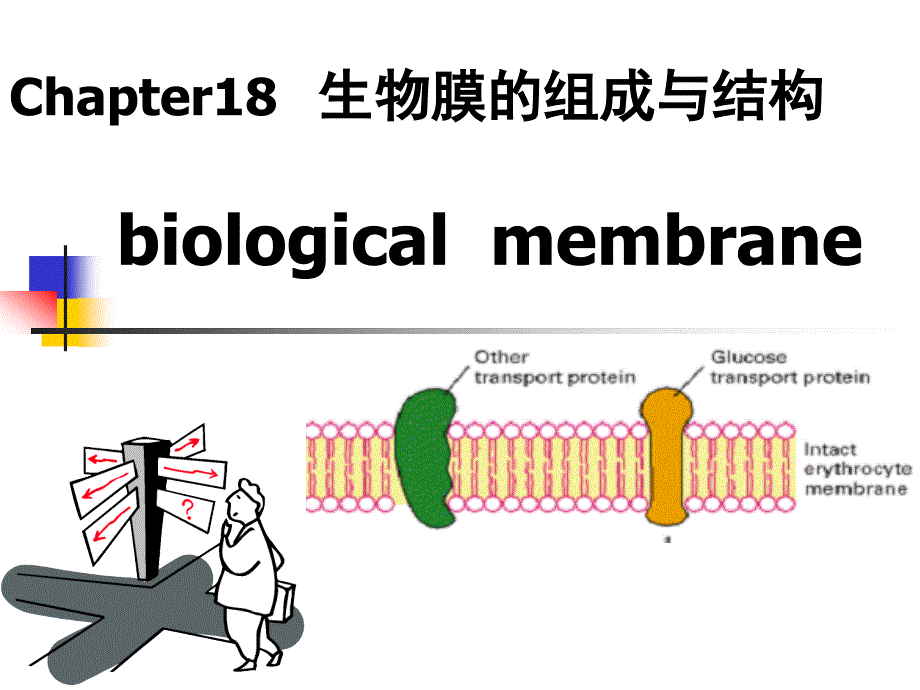 生物膜的组成与结构_第1页