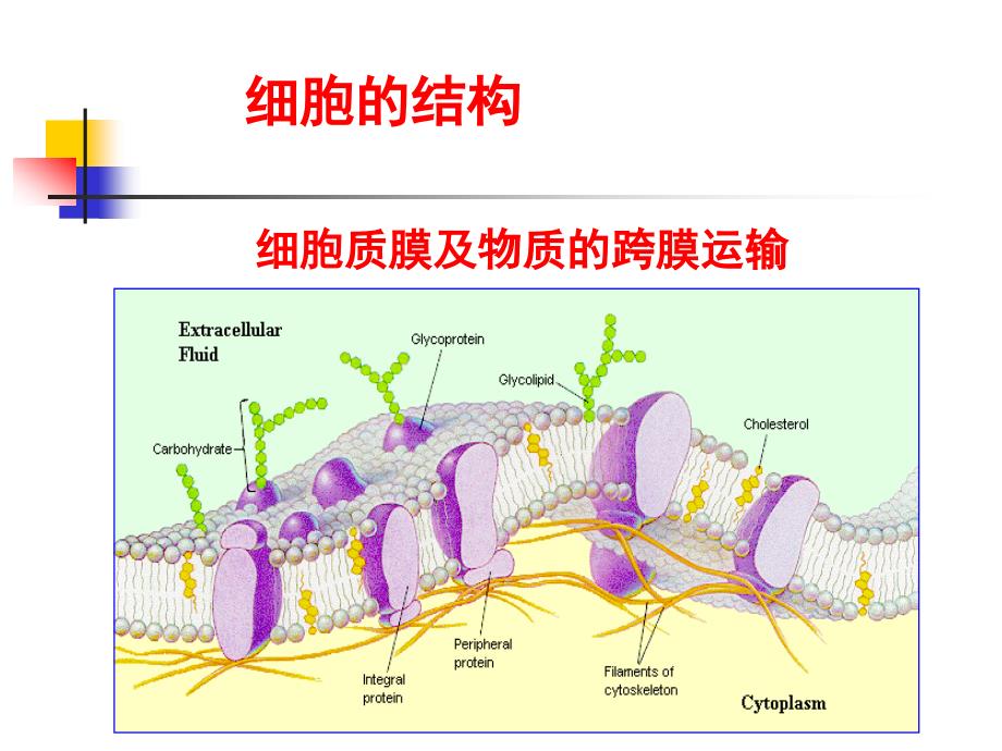 生物膜的组成与结构_第2页