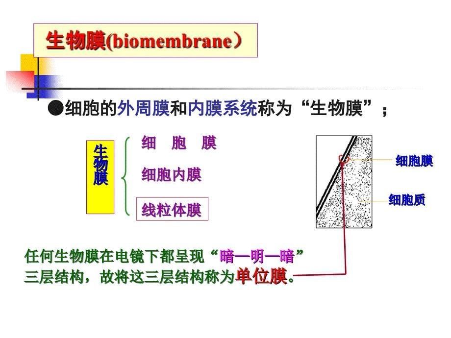 生物膜的组成与结构_第5页