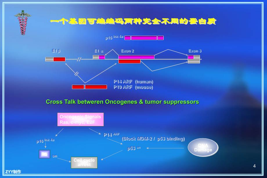 肿瘤分子生物学-3_第4页