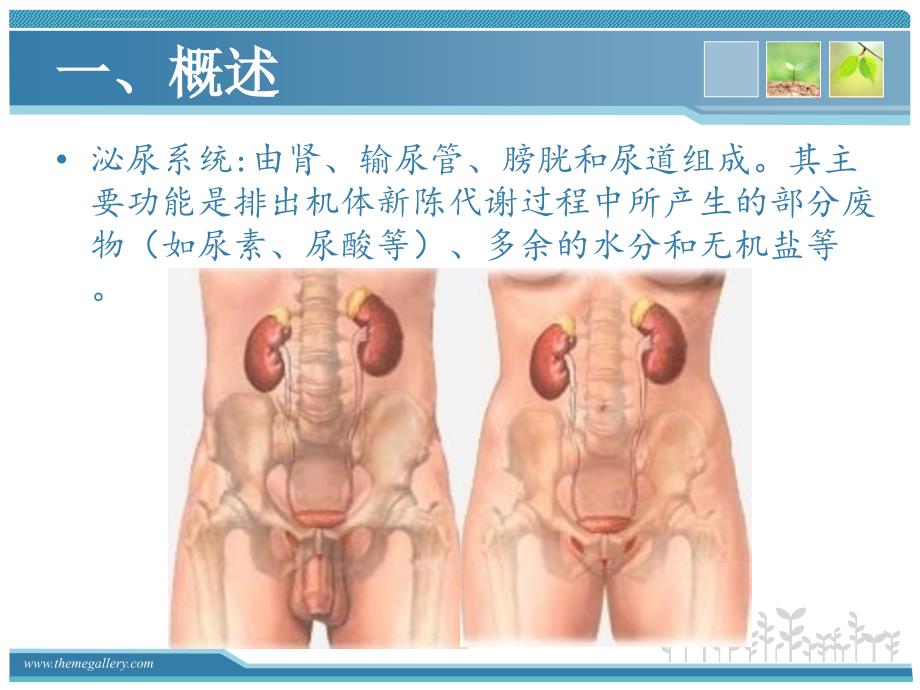 输尿管疾病的护理ppt课件_第3页