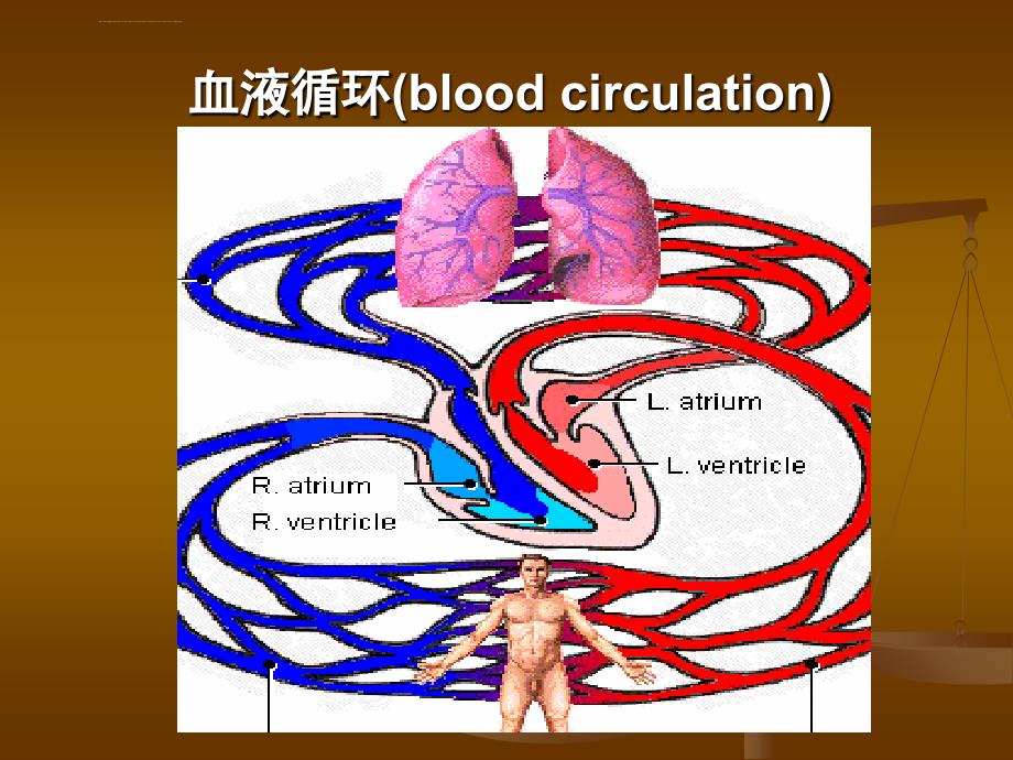 心血管系统生理ppt课件_第1页
