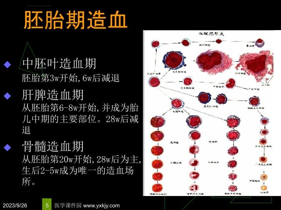 小儿血液系统疾病ppt课件_第5页