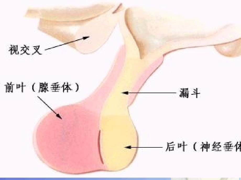 神经外科各论垂体腺瘤ppt课件_第4页