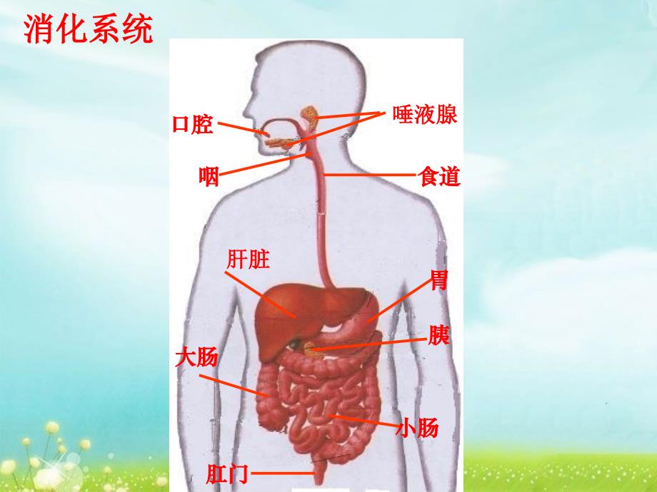 比赛营养物质的吸收与利用比赛好ppt课件_第2页