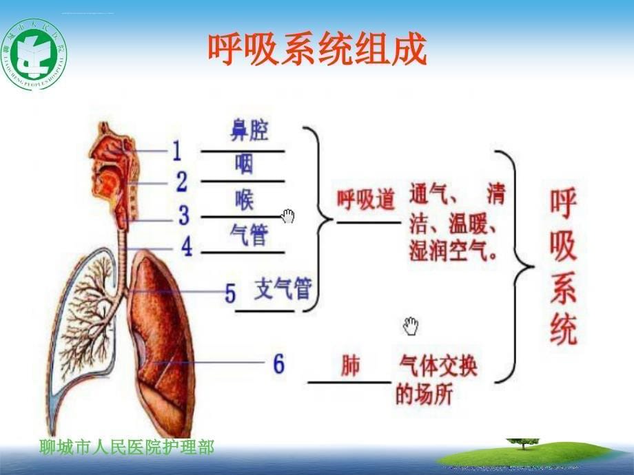 呼吸系统评估ppt课件_第5页