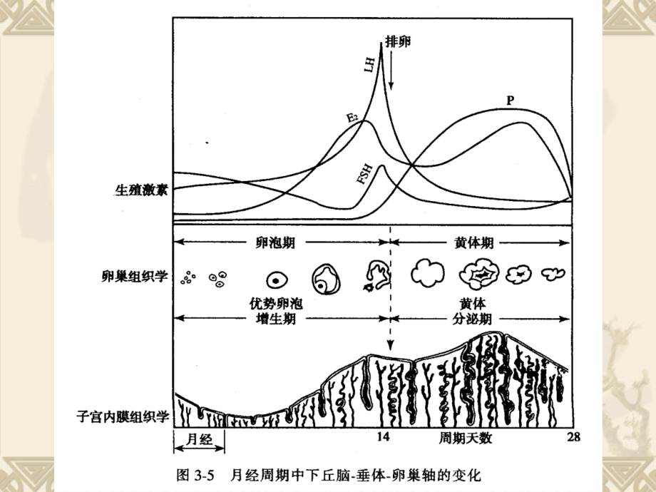 生殖内分泌疾病ppt课件_第4页