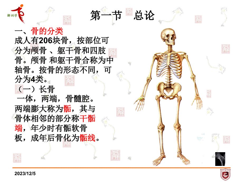 系统解剖学第一章骨学_第2页