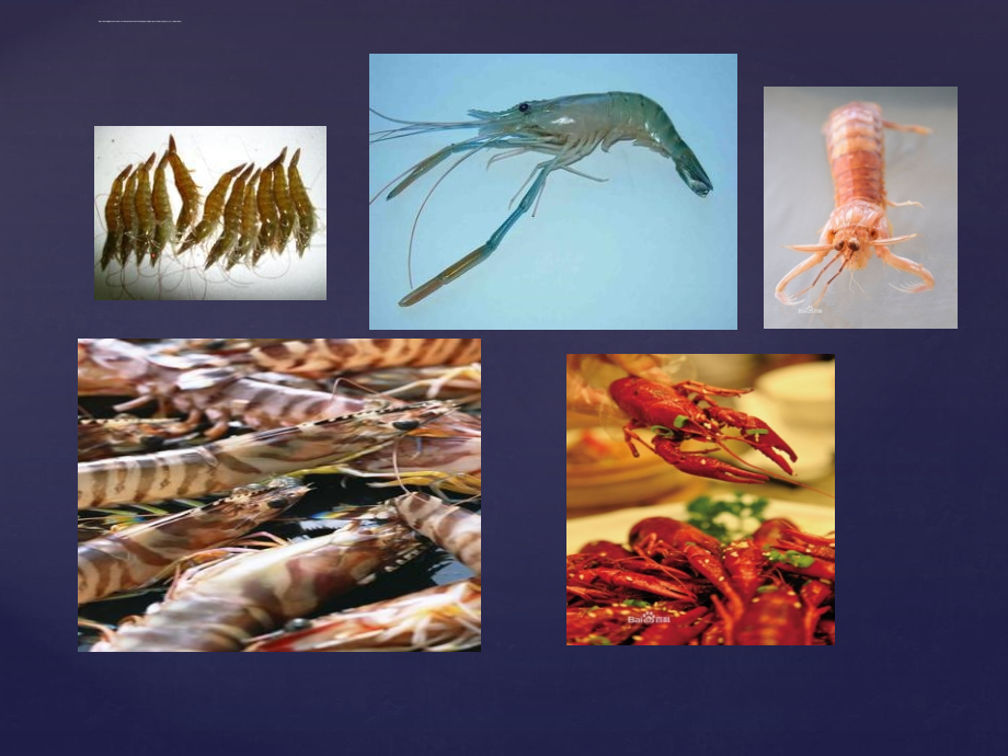 对虾、蟹养殖技术ppt课件_第2页