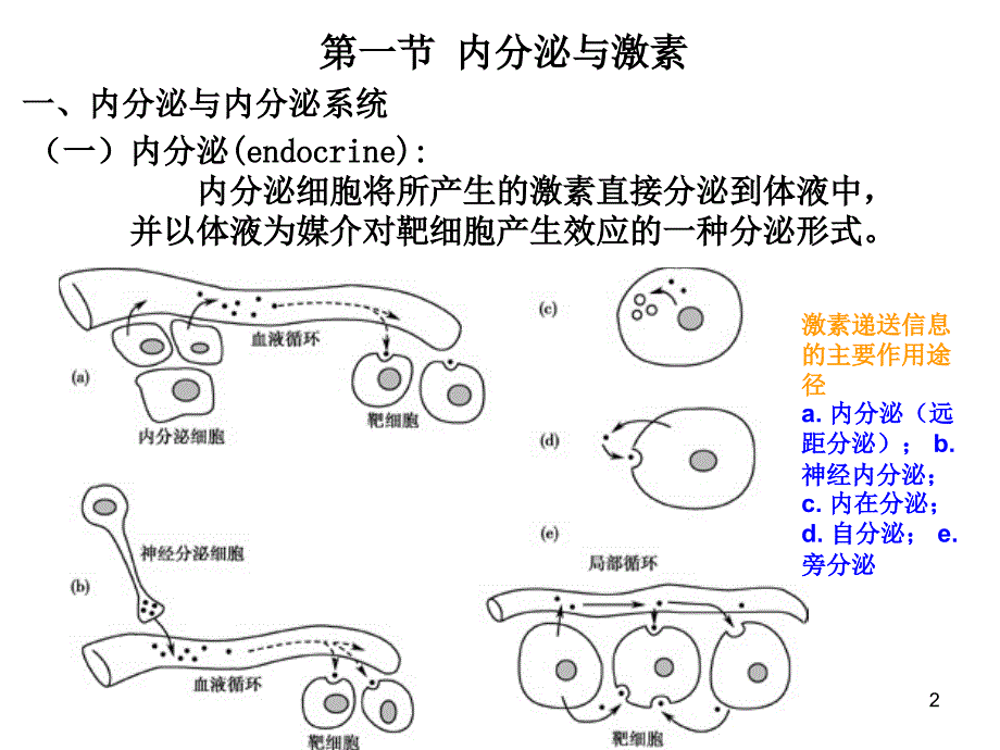 生理学内分泌zcppt课件_第2页