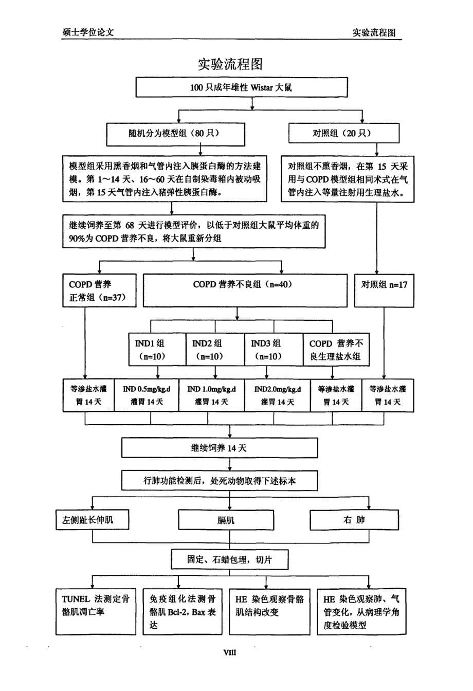 吲哚美辛对copd模型大鼠骨骼肌细胞凋亡相关基因bcl-2与bax表达影响（硕士学位论文）_第5页