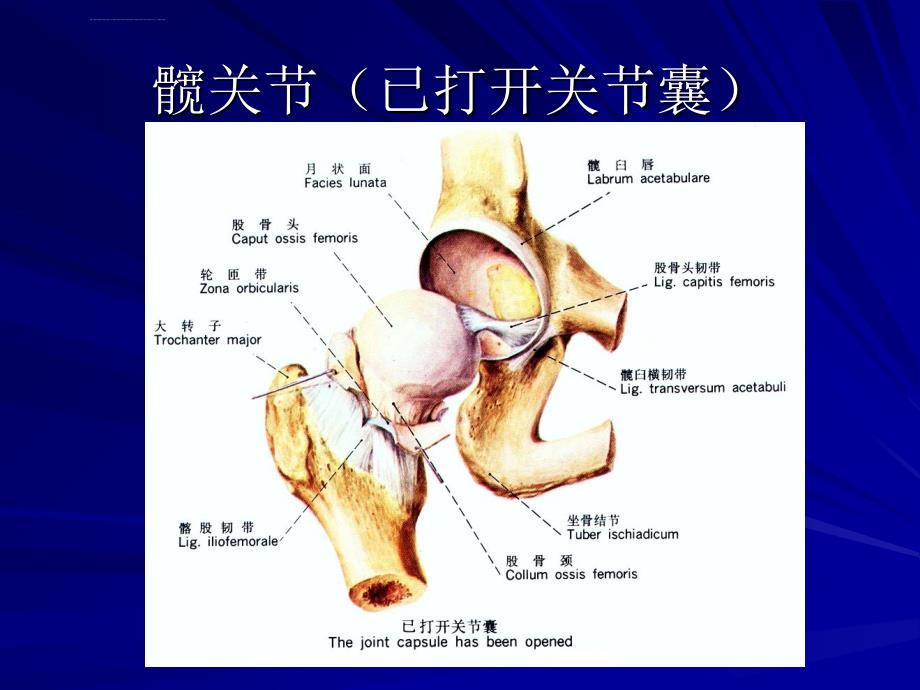 髋关节运动学ppt课件_第1页