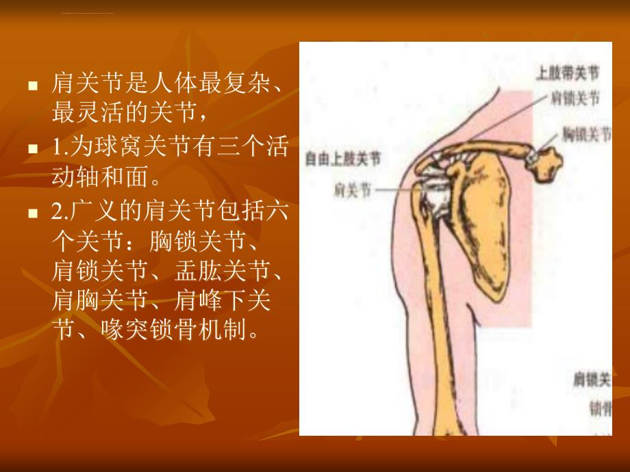 肩关节总复习ppt课件_第2页