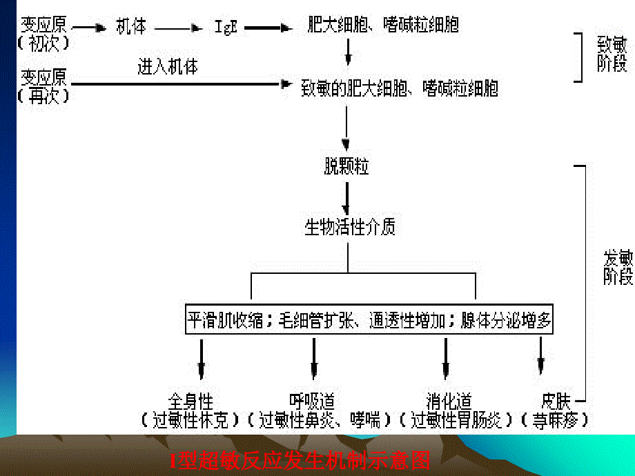 超敏反应ppt课件_2_第4页