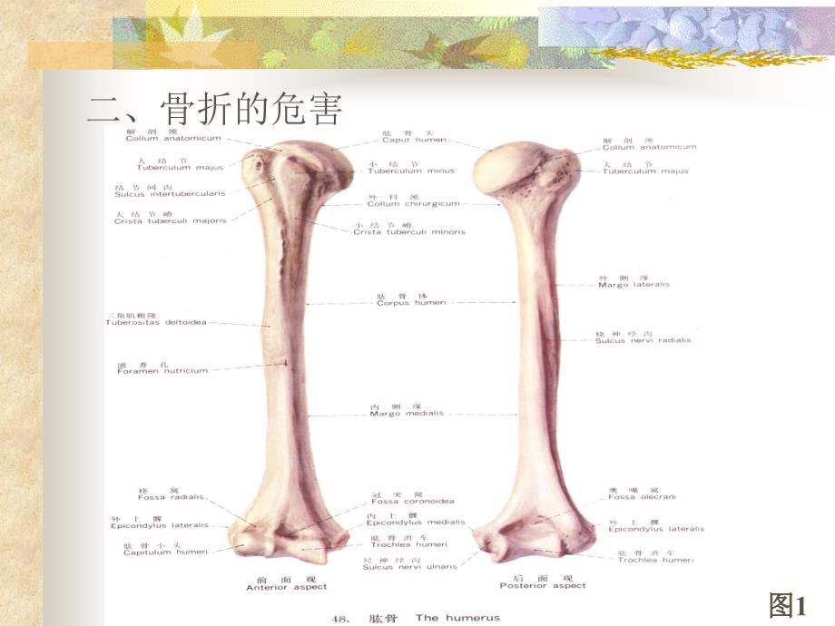 骨折许群英ppt课件_第4页