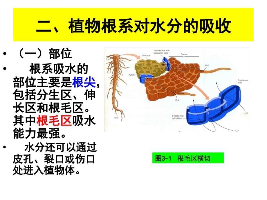 植物的无机营养课件_第5页