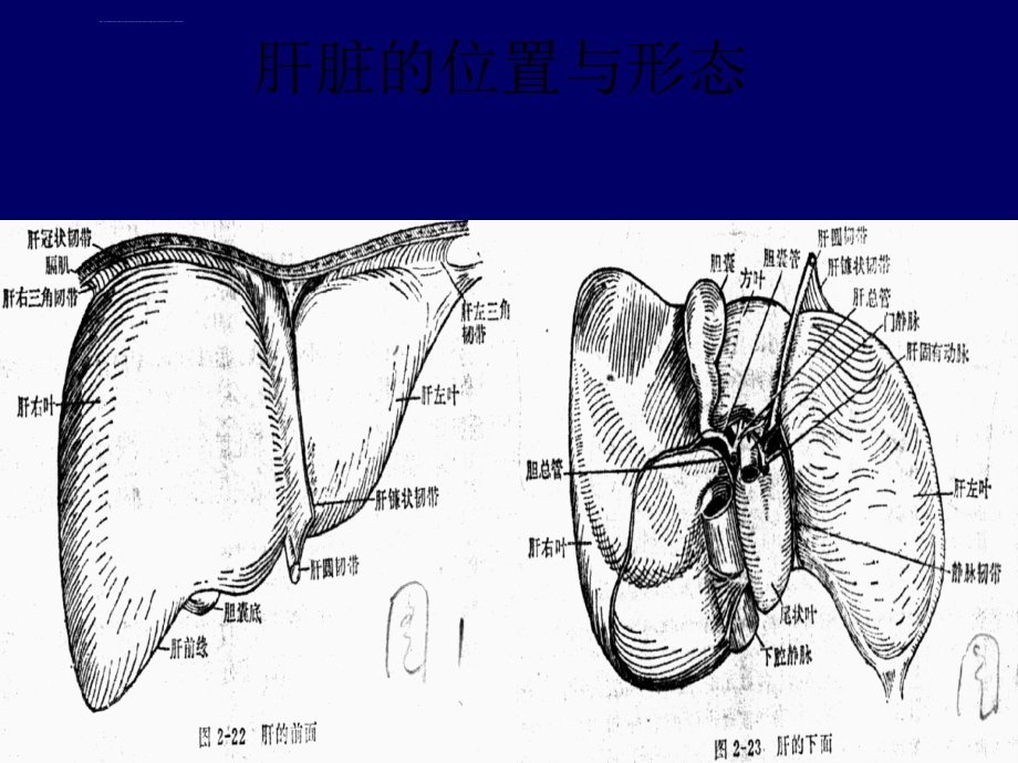 超声诊断学肝脏ppt课件_第4页