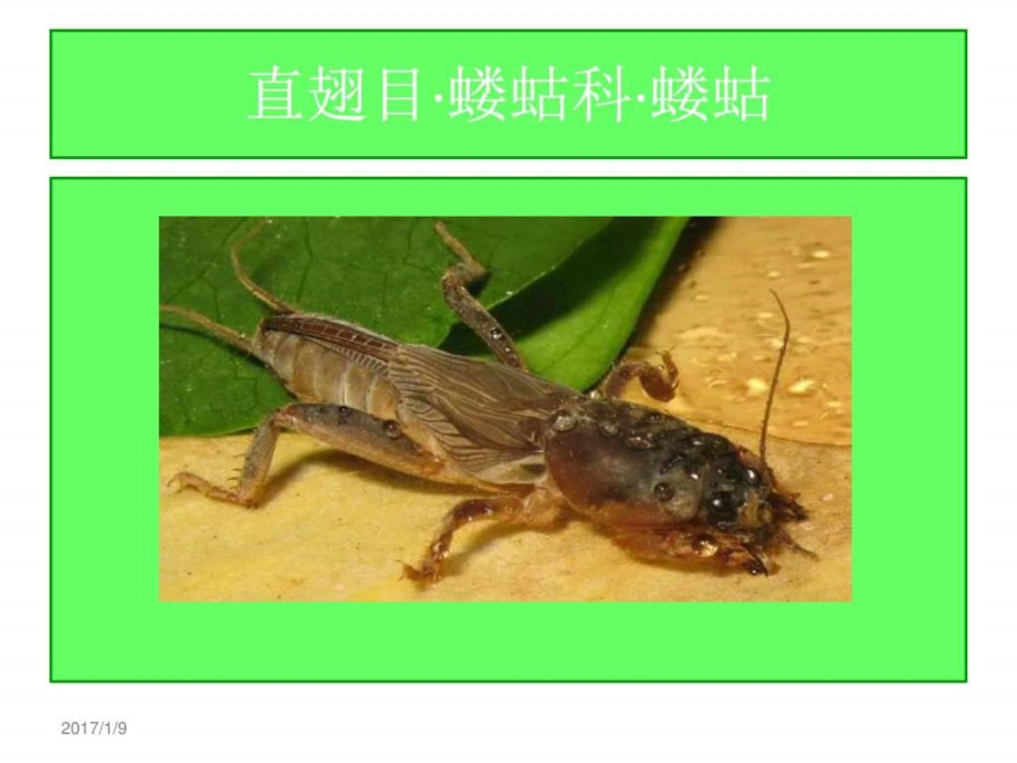 农业昆虫分类识别ppt培训课件_第3页