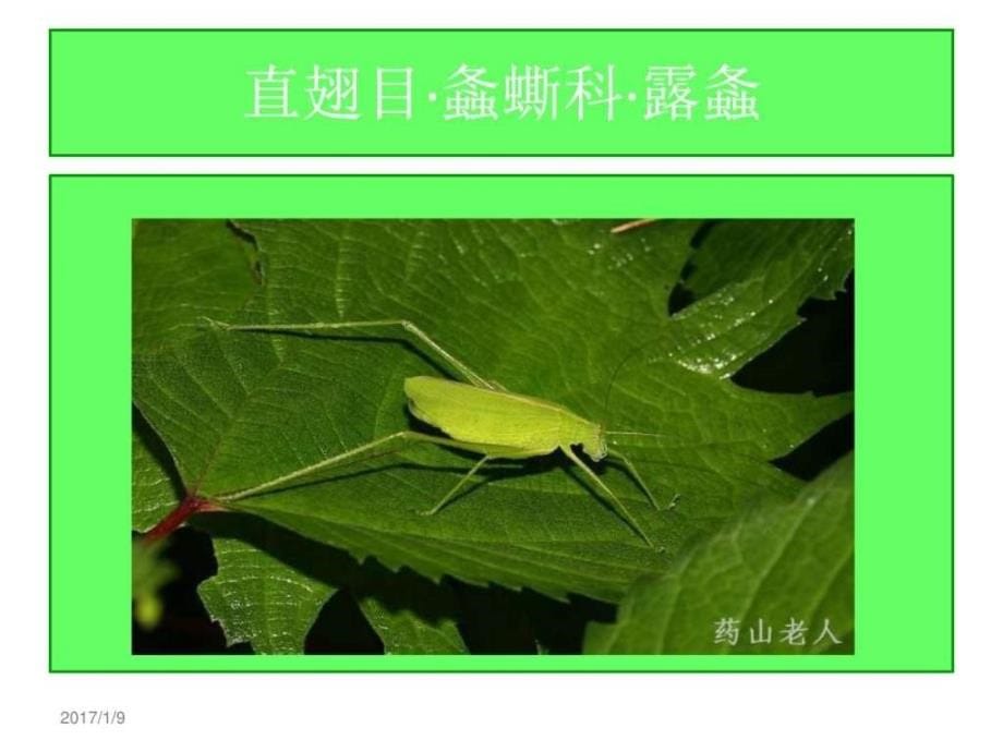 农业昆虫分类识别ppt培训课件_第5页