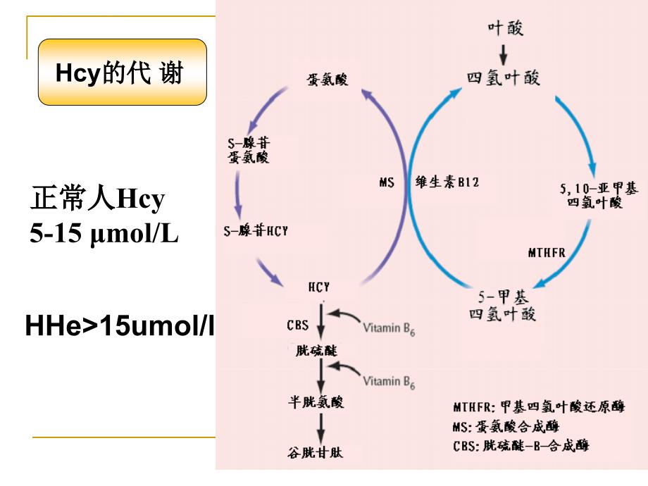 高同型半胱氨酸血症沙龙ppt课件_第4页