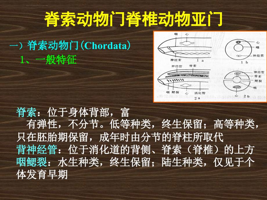 脊椎动物亚门_第2页