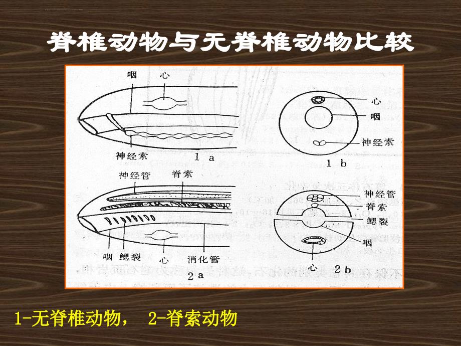 脊椎动物亚门_第3页