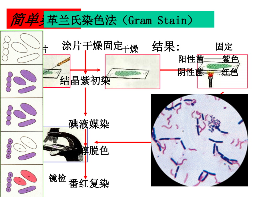 微生物细胞结构与功能_第3页