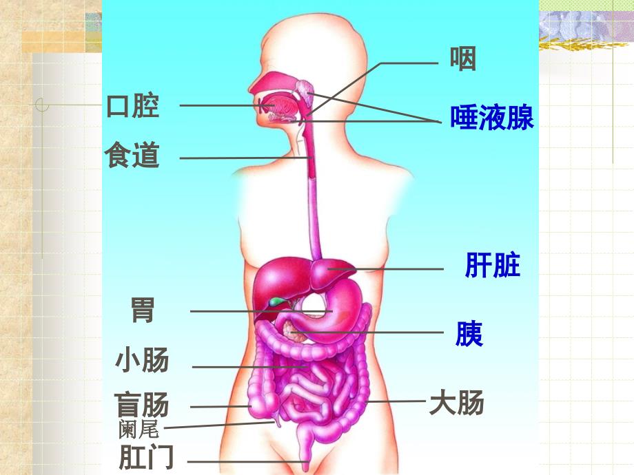 初一下册生物第二章第二节人体的消化与吸收复习资料_课件_第4页