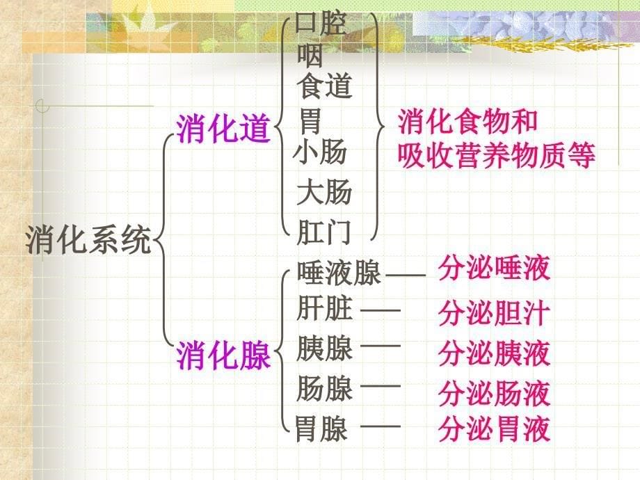 初一下册生物第二章第二节人体的消化与吸收复习资料_课件_第5页