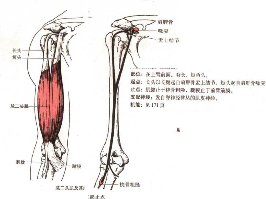 脊髓损伤分级十块关键肌图谱ppt课件_第1页