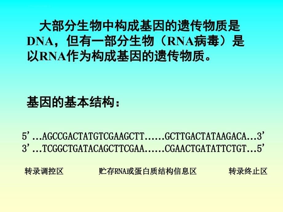 基因组组的结构与功能（6学时）_第5页