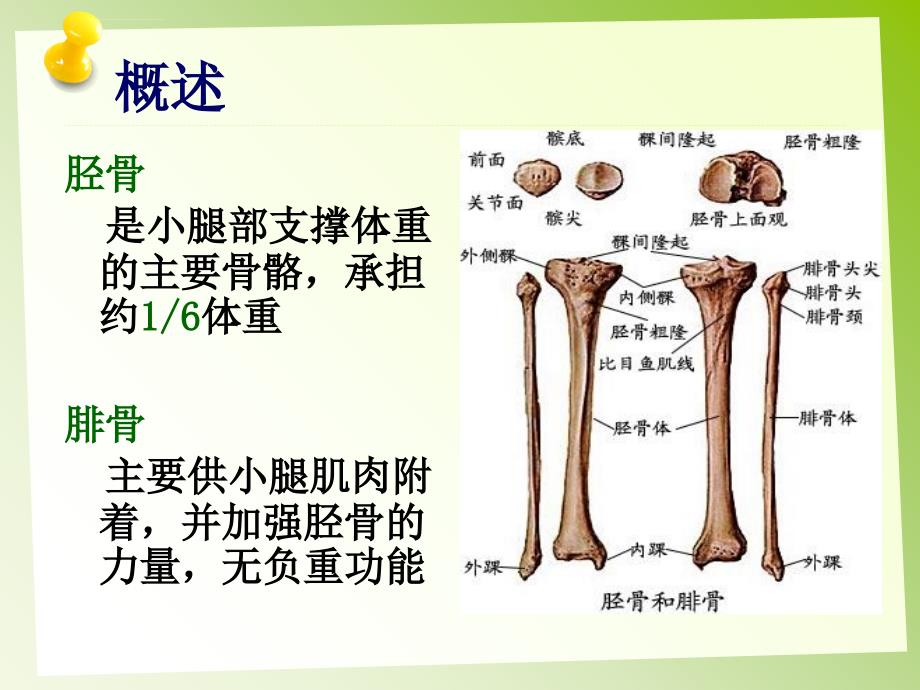 胫腓骨骨折ppt课件_第3页