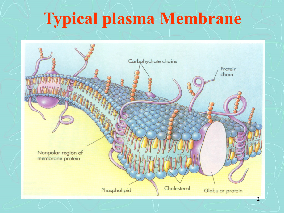 细胞质膜与跨膜运输_第2页
