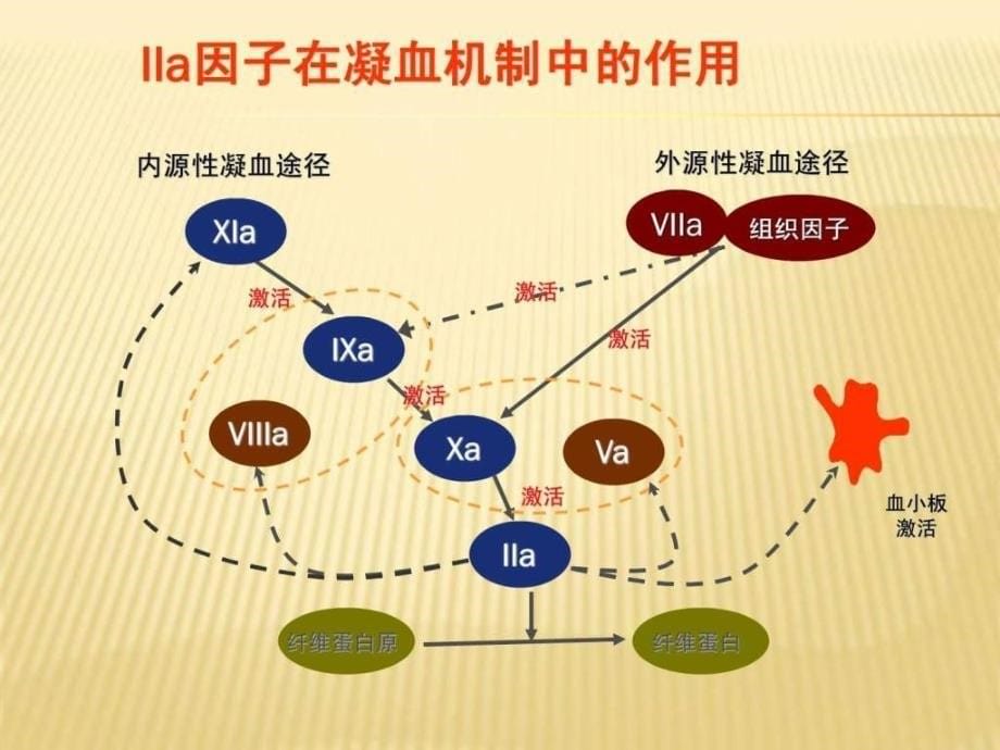 凝血与华法林的实用ppt培训课件_第5页