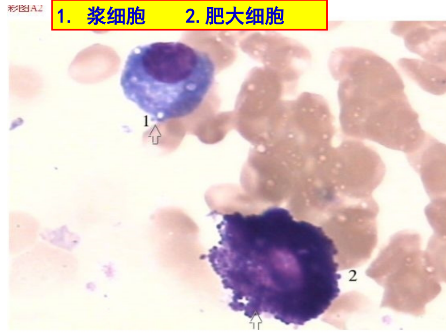 骨髓细胞图谱ppt课件_第1页