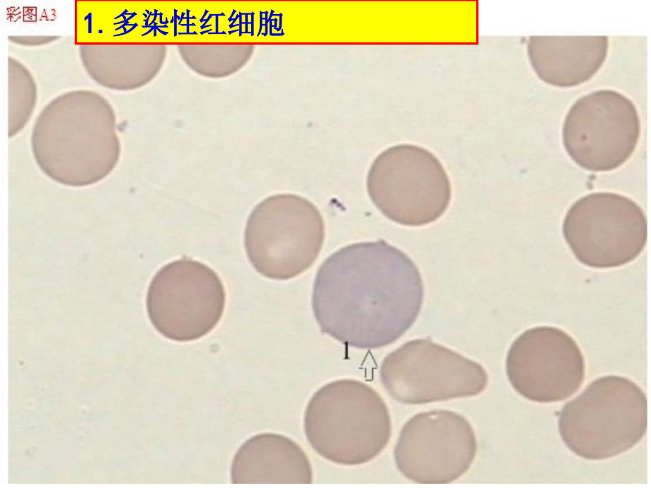 骨髓细胞图谱ppt课件_第2页