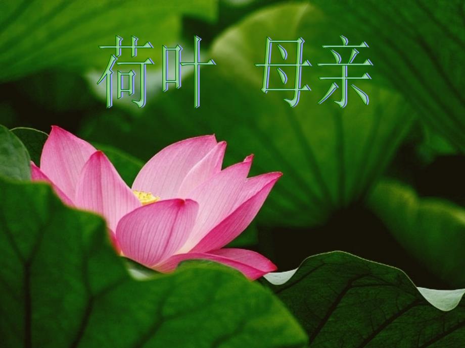 《荷叶母亲》tsf_第1页