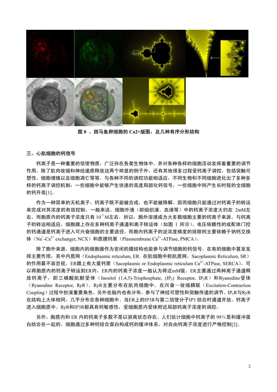 心肌细胞ca的振荡斑图_第2页