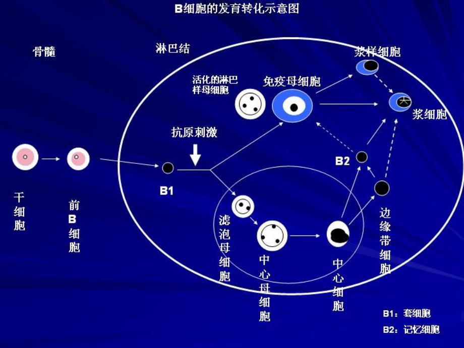 从成熟的淋巴细胞到浆细胞肿瘤----诊断与治疗2012年淋巴瘤国际会议资料_第2页