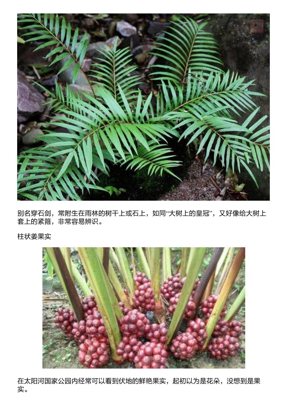 走云南：这几个雨林中的奇妙物种你认识几个？_第4页