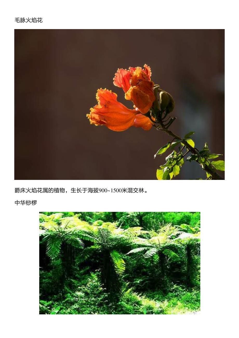 走云南：这几个雨林中的奇妙物种你认识几个？_第5页