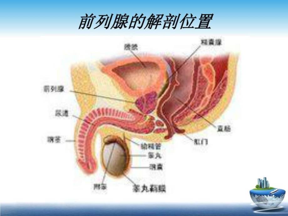 最新前列腺1ppt培训课件_第4页