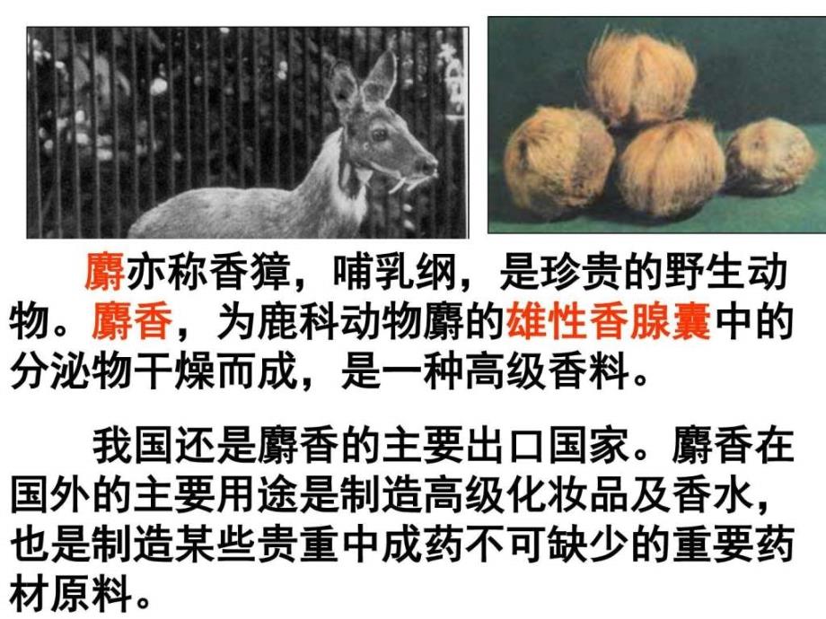 人教版高二生物选修一教学课件《专题6课题1植物芳香油_第3页