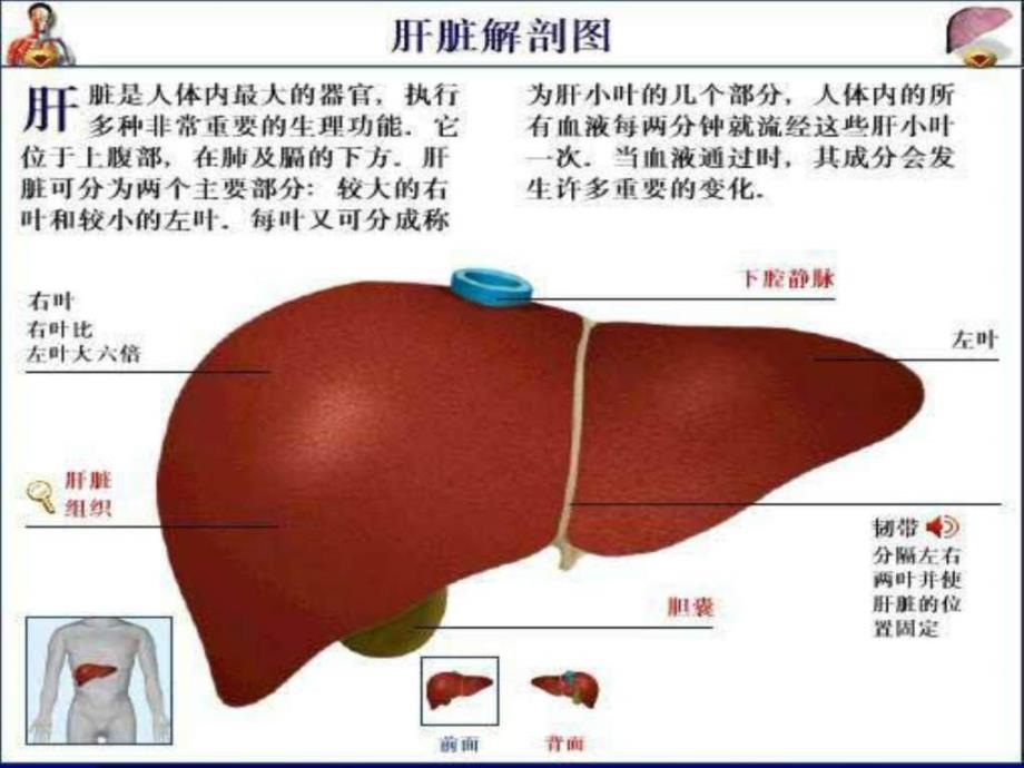 乙肝厦门大学附属中山医院ppt培训课件_第4页