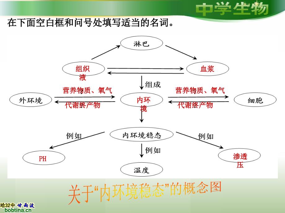 人体的稳态复习课_第3页