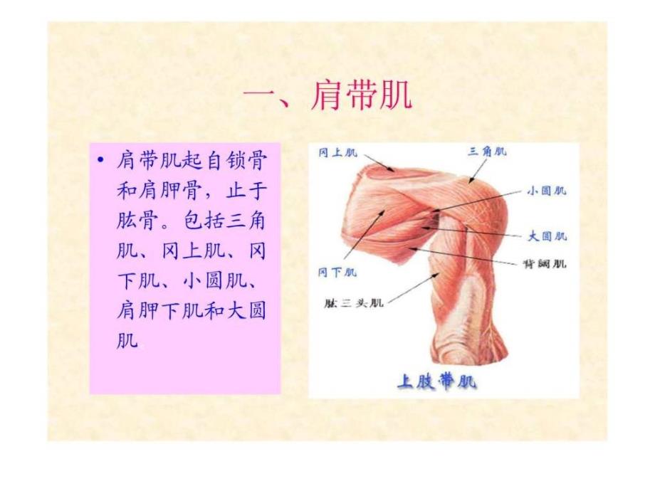 人体解剖骨骼肌上肢肌ppt培训课件_第2页