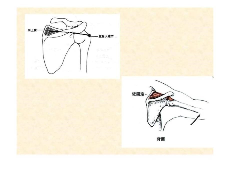 人体解剖骨骼肌上肢肌ppt培训课件_第5页